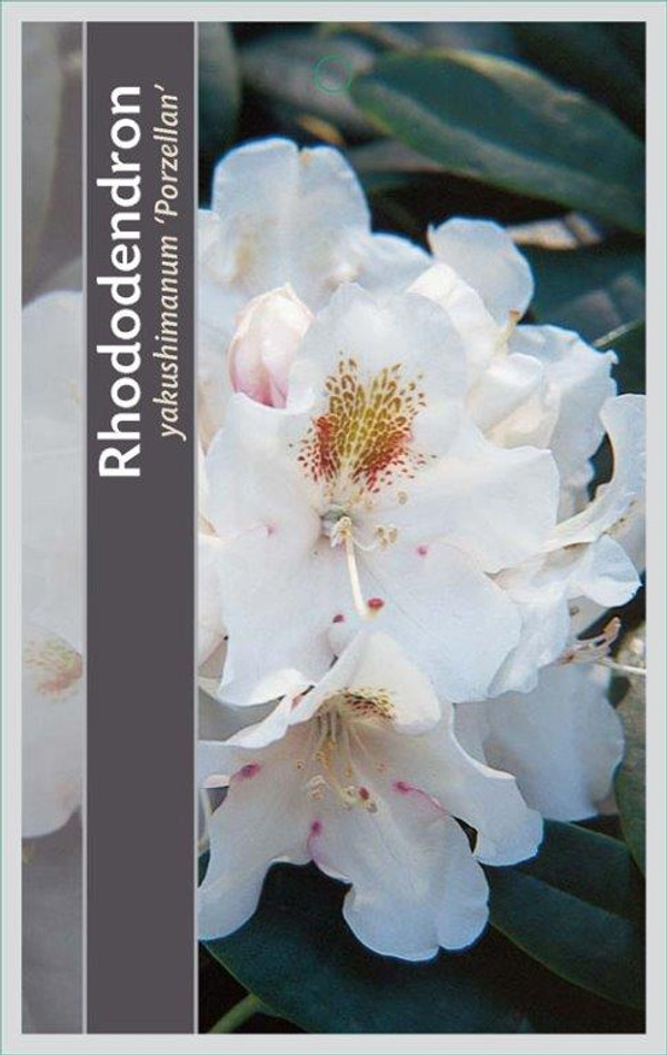 Rhododendron 'Porzellan' | Zwerg-Rhododendron
