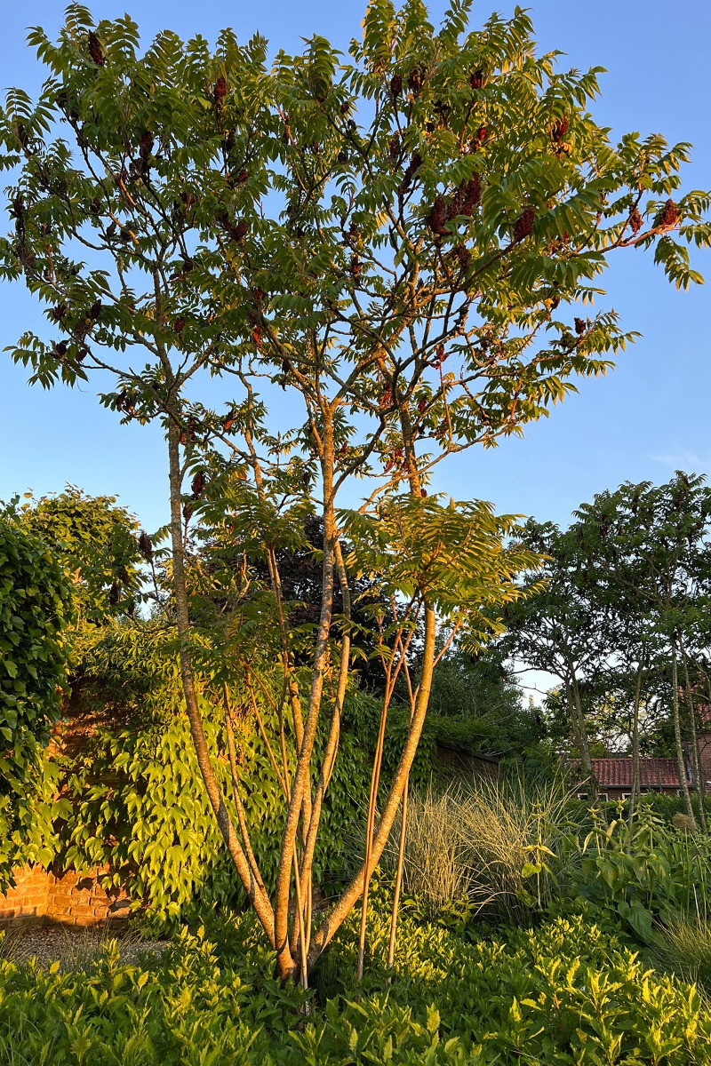 Meerstammige Fluweelboom - Rhus Typina
