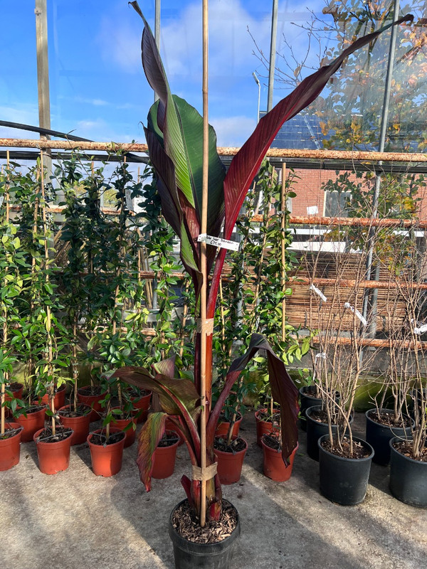 Rote Bananenbaum (Musa Maurelli) | Farbenfroher Blickfang fr einen  tropischen Garten | Kaufen Sie jetzt diese einzigartige Bananenpflanze bei  Baumschule.de