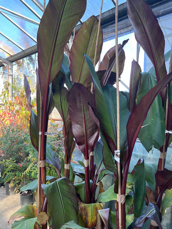 Rote Bananenbaum (Musa Maurelli) | Farbenfroher Blickfang fr einen  tropischen Garten | Kaufen Sie jetzt diese einzigartige Bananenpflanze bei  Baumschule.de