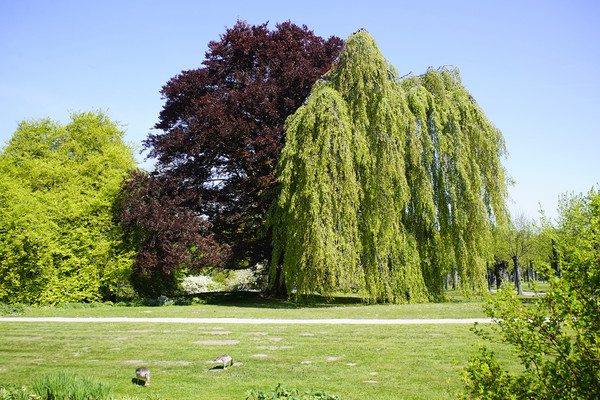 blutbuche fagus sylvatica atropunicea Blutbuche – Fagus sylvatica 'Atropunicea' – Heinis Baumschulen
