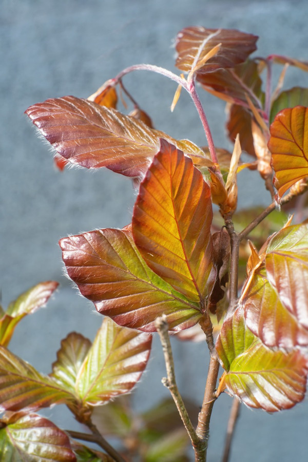 Blutbuche Baum | Fagus sylvatica Atropunicea | Baumschuleonline
