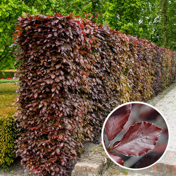 Rode beukenhaag  Rode beukenhaag