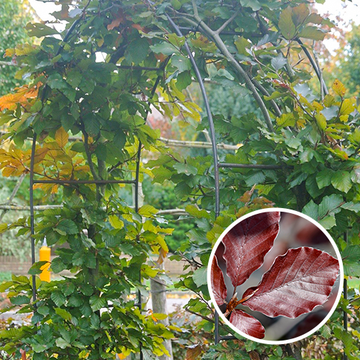 Rode beukenhaag boog Rode beukenhaag boog