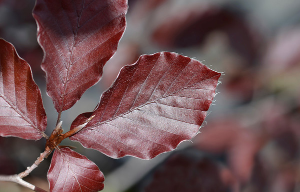  Blatt Blutbuche