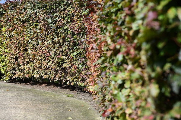 Fagus sylvatica 'Atropunicea'

