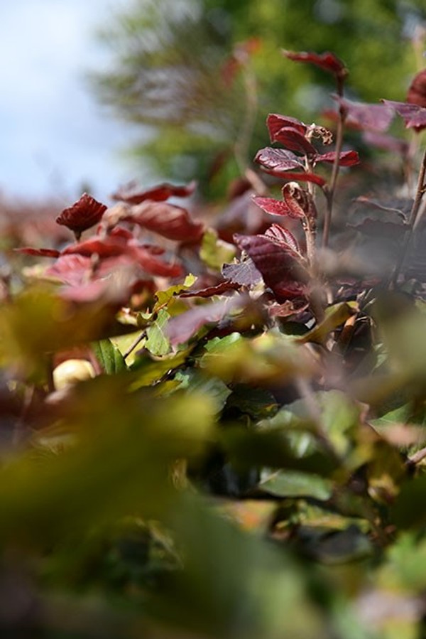 Fagus sylvatica 'Atropunicea' Blatt
