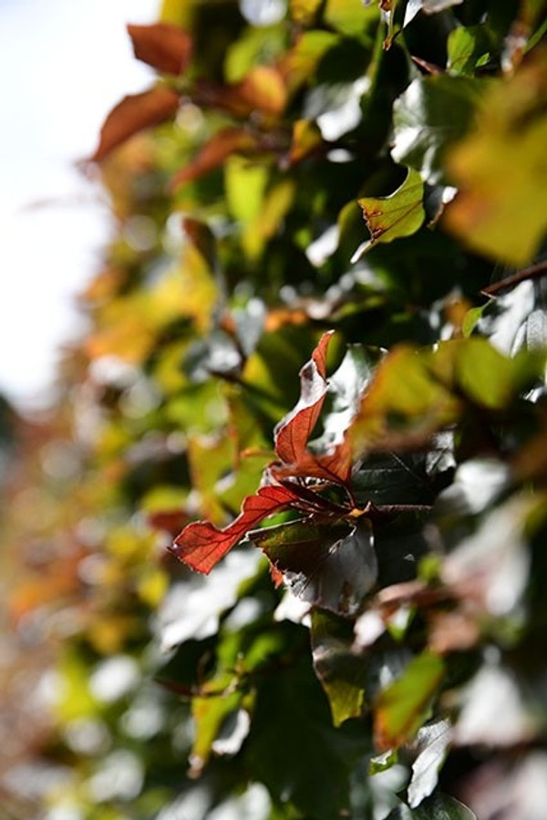blutbuchenhecke
