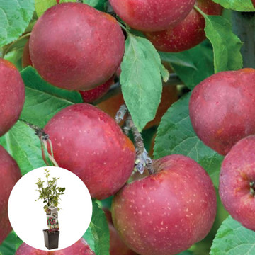 Apfelbaum Roter Boskoop Apfelbaum Roter Boskoop