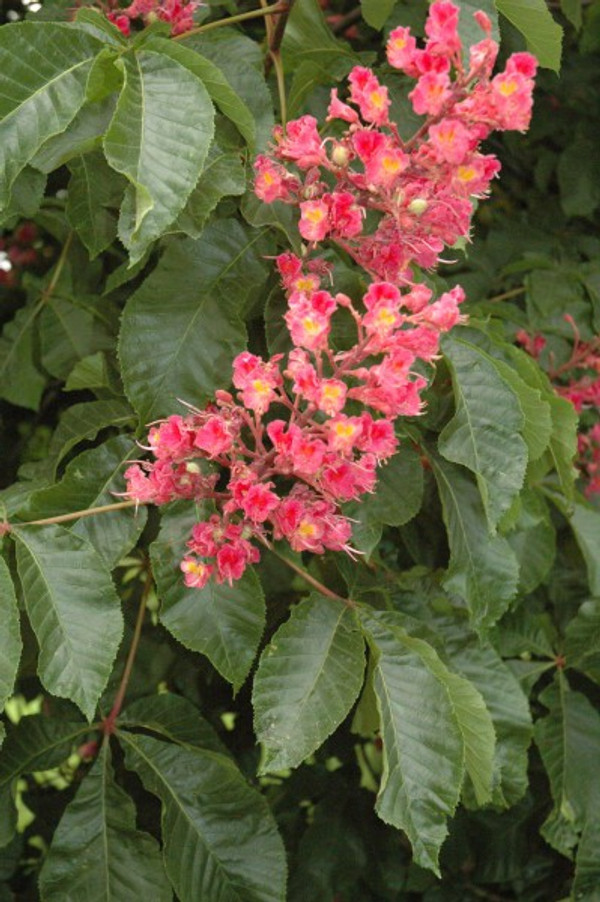 Rote Roßkastanie kaufen