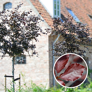 Blutbuche Spalier
 Blutbuche Spalier