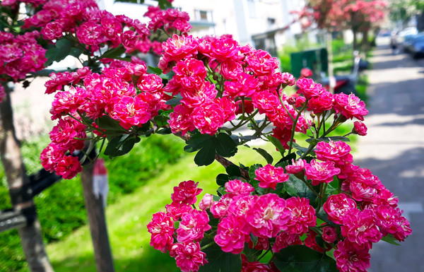 Echter Rotdorn | Crataegus Paul's Scarlet | Baumschuleonline