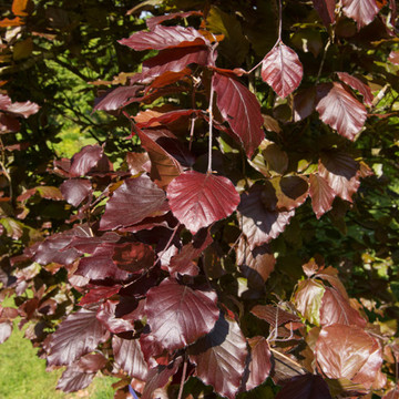 Rode Zuilbeuk Rode Zuilbeuk