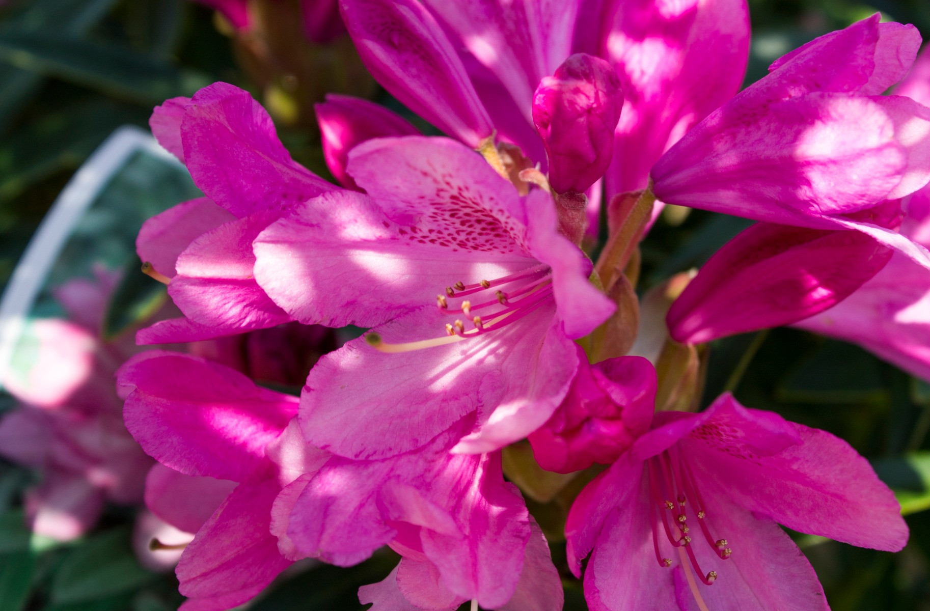 Rhododendron ‘Wine and Roses’ 25-30cm