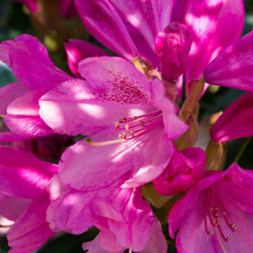 Rhododendron ‘Wine and Roses’ 25-30cm Rhododendron ‘Wine and Roses’ 25-30cm