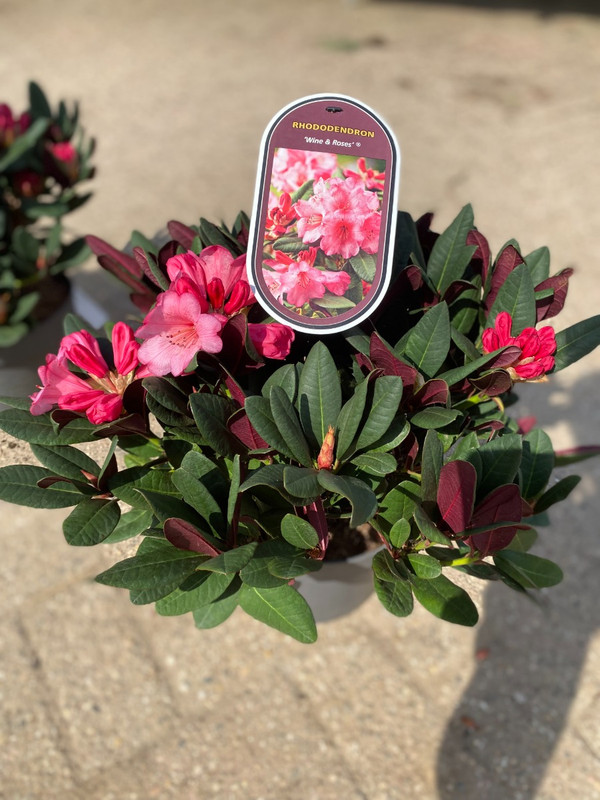 Rhododendron 'Wine and Roses' | Kaufen Sie jetzt eine Rhododendron-Pflanze  online bei Baumschuleonline.de