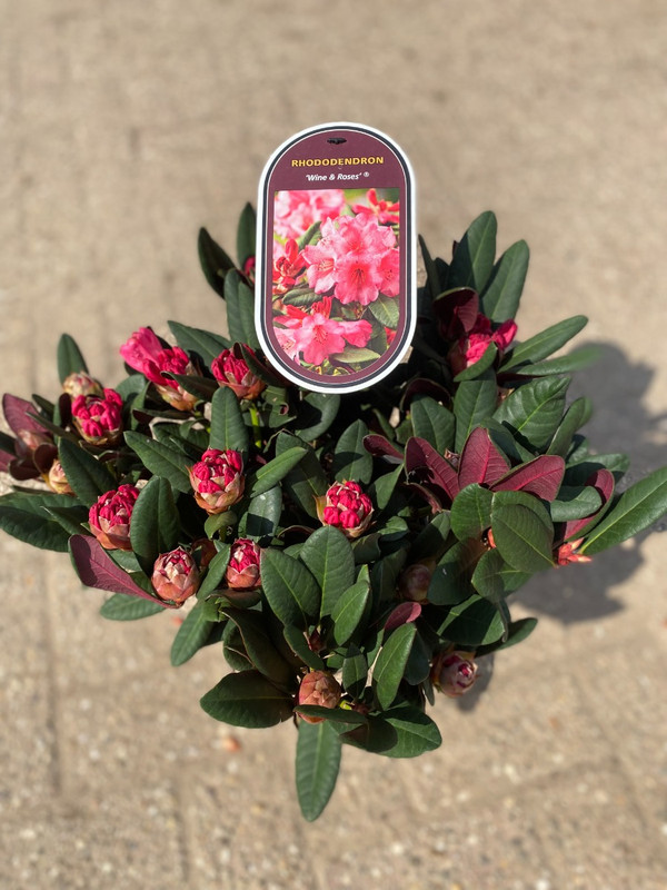 rhododendron bloombux kugel Zwerg main image 0
