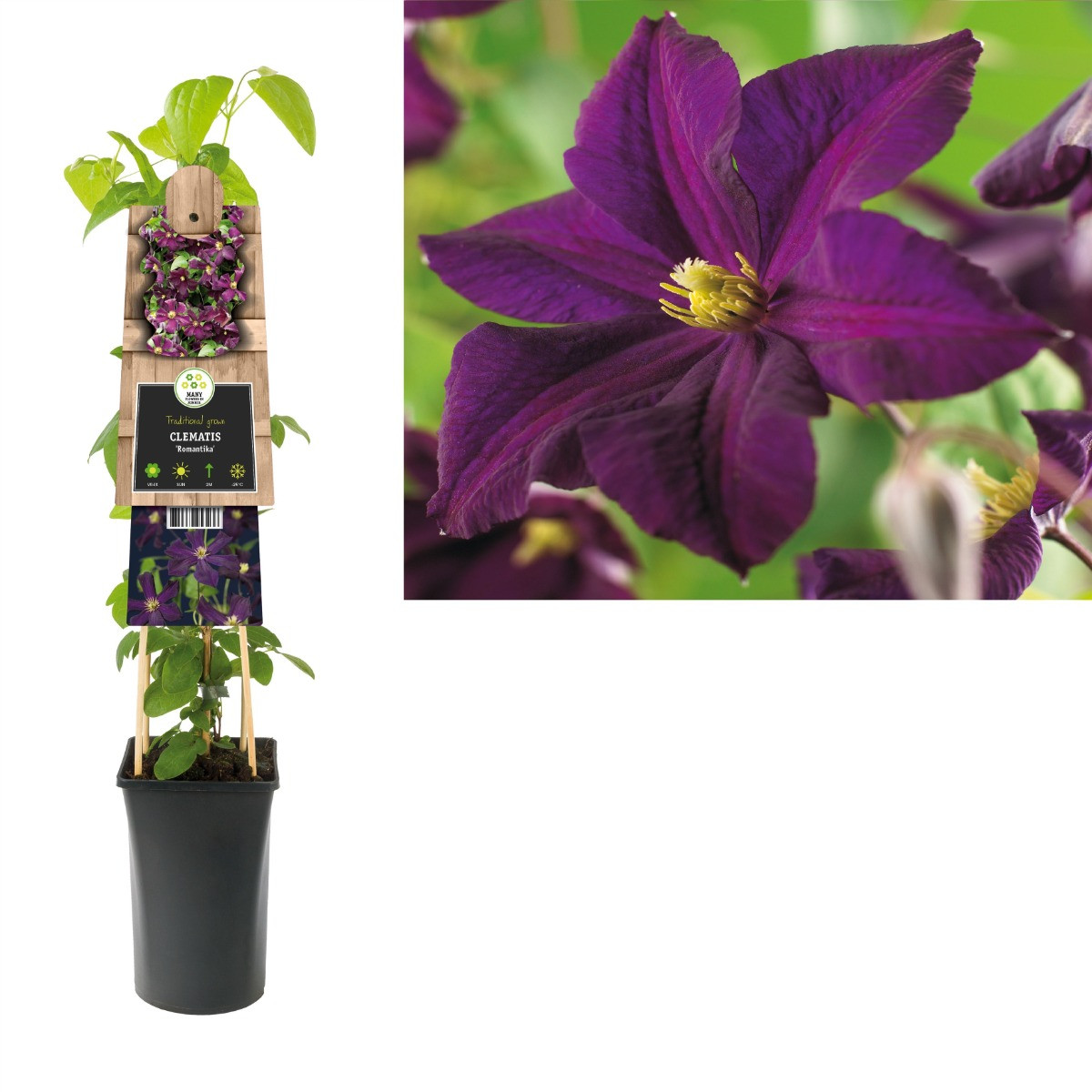 Clematis Romantika 50-60 cm