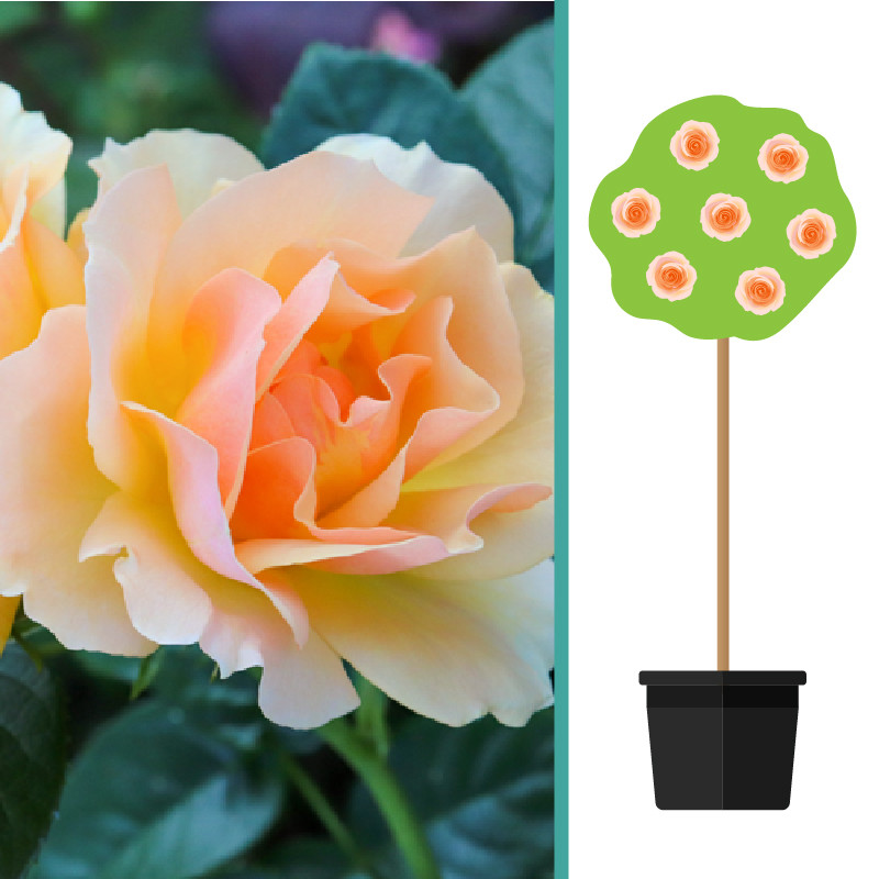 Rosa 'Hansestadt Rostock' op stam