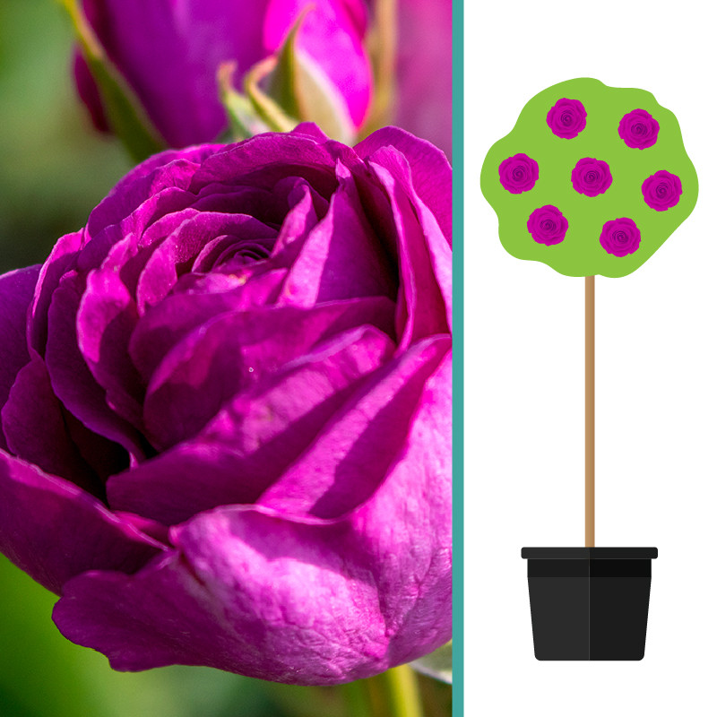 Rosa 'Minerva'  op Stam