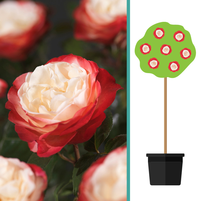 Rosa 'Nostalgie' op stam 