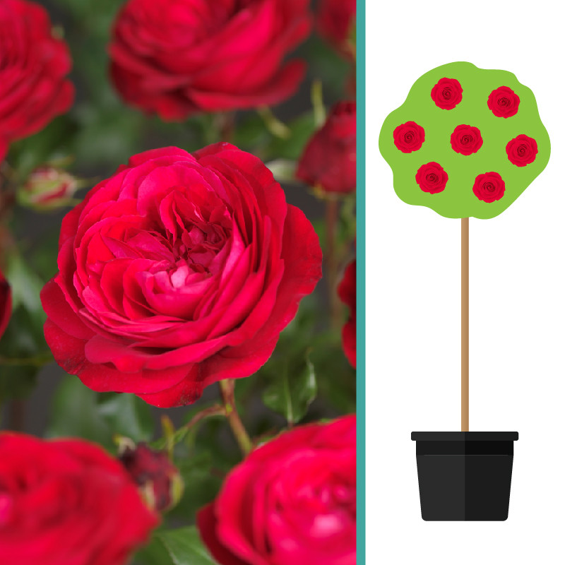 Rosa ‘Red Meilove' op stam