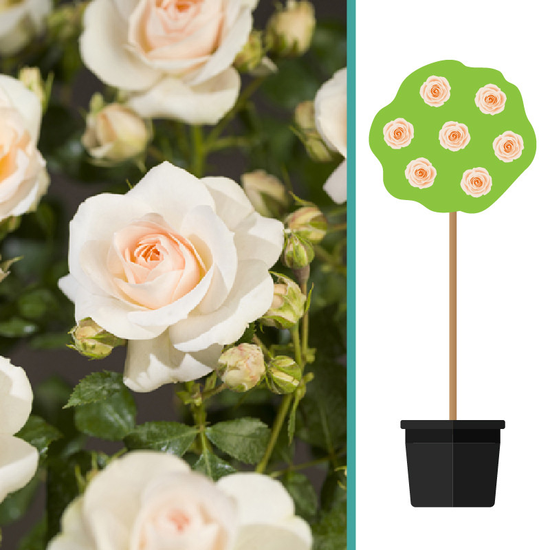 Rosa 'Sirius’ op Stam