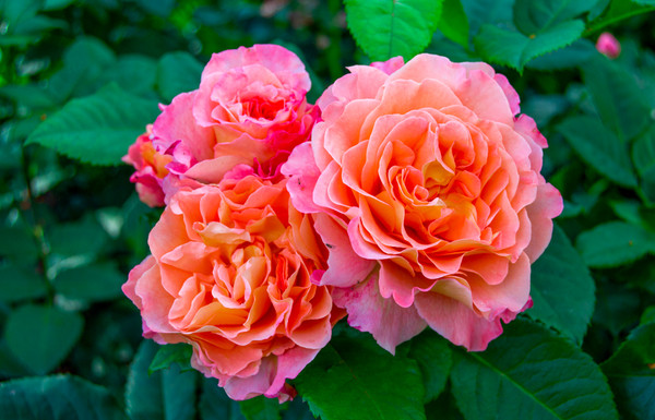 Rose 'Augusta Luise' | Strauchrose