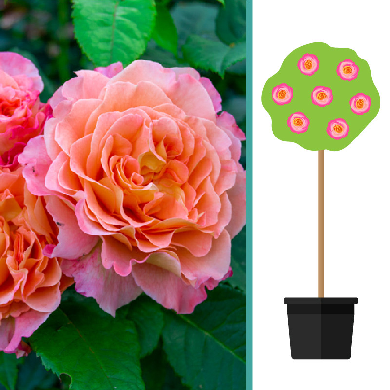 Rosa 'Augusta Luise'  op Stam