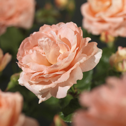 Rosa 'Bonita' Renaissance 