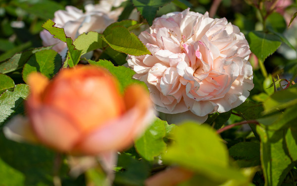 rosa Blatt