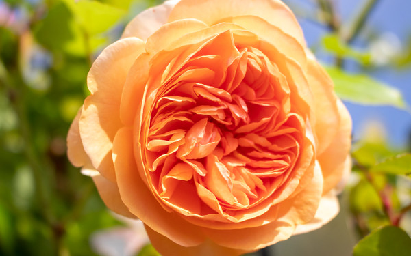 rosa chippendale