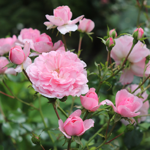 Rosa 'Climbing Bonica' 