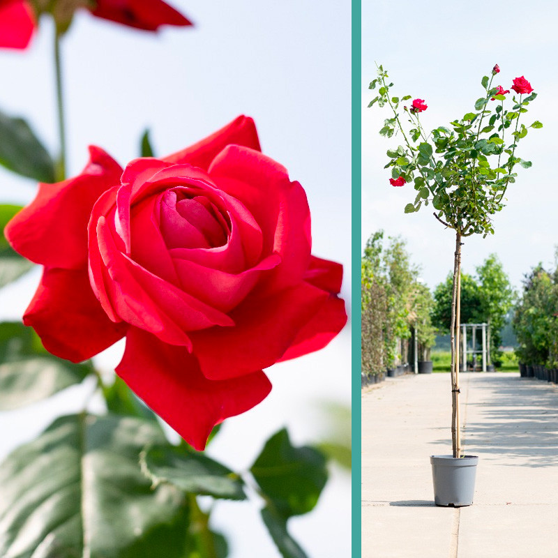 Rosa 'Dame de Coeur' op stam