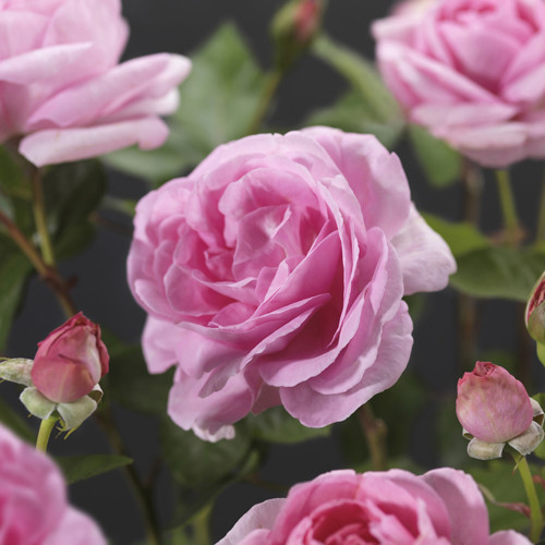 Rosa 'Ghita' Renaissance 