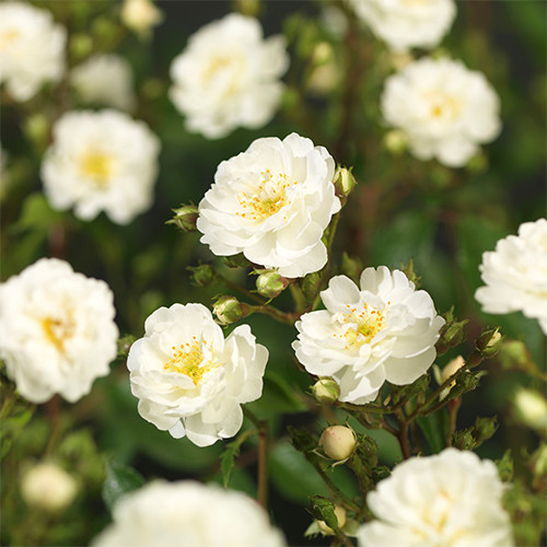 Rosa Guirlande d'Amour
