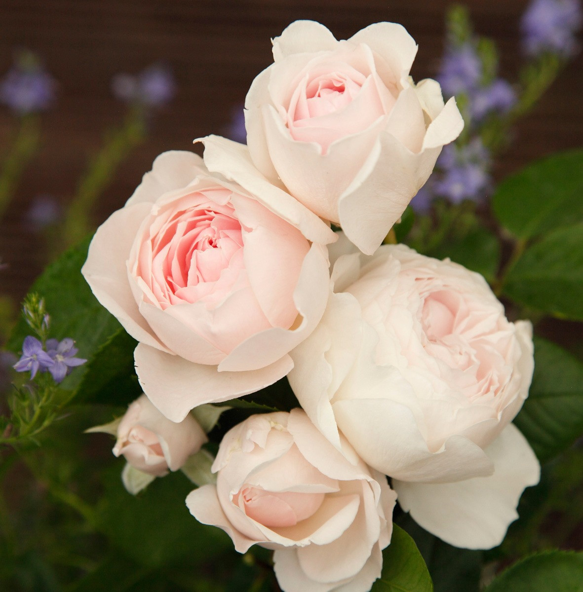 Geurende roos Herzogin Christina