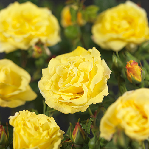 Rosa Lichtkönigin Lucia