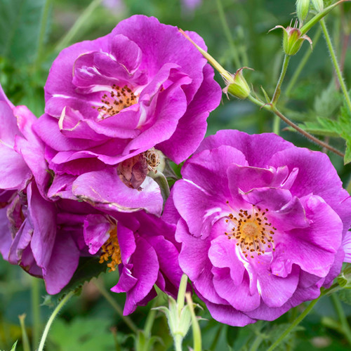 Rosa 'Rhapsody in Blue' 