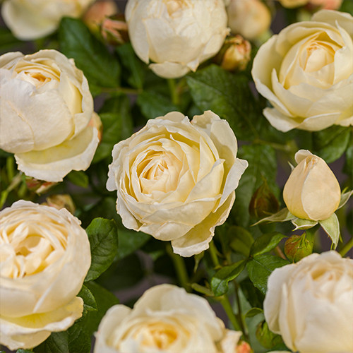 Rosa Uetersener Klosterrose 