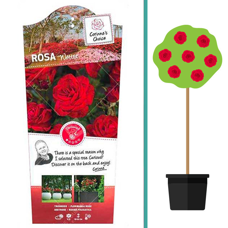 Rosa 'Wettra' op stam