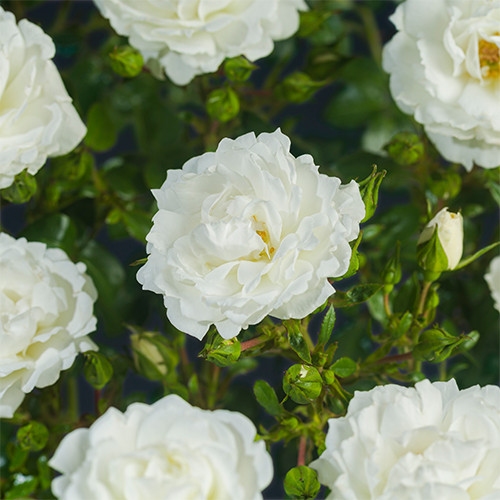 Rosa White Angel 