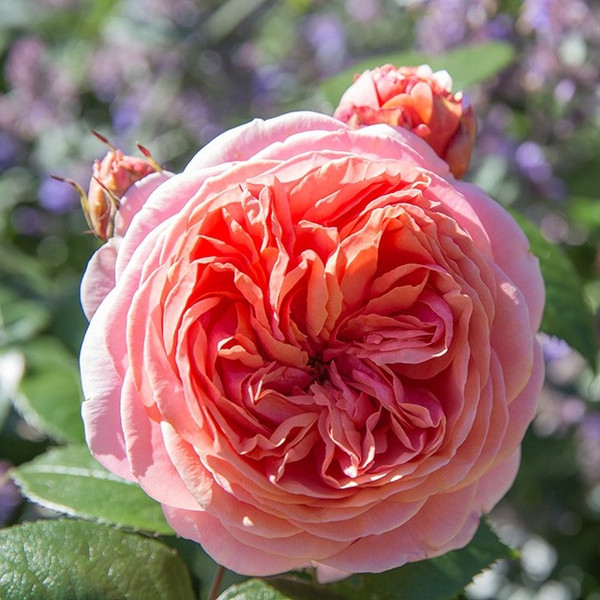 Strauchrose Chippendale 
