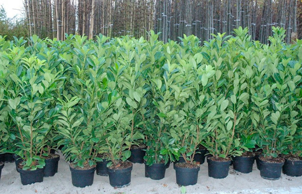 kirschlorbeer genolia wurzelware Kirschlorbeer Genolia ® (Prunus laurocerasus) | 125-150 cm mit Wurzelballen