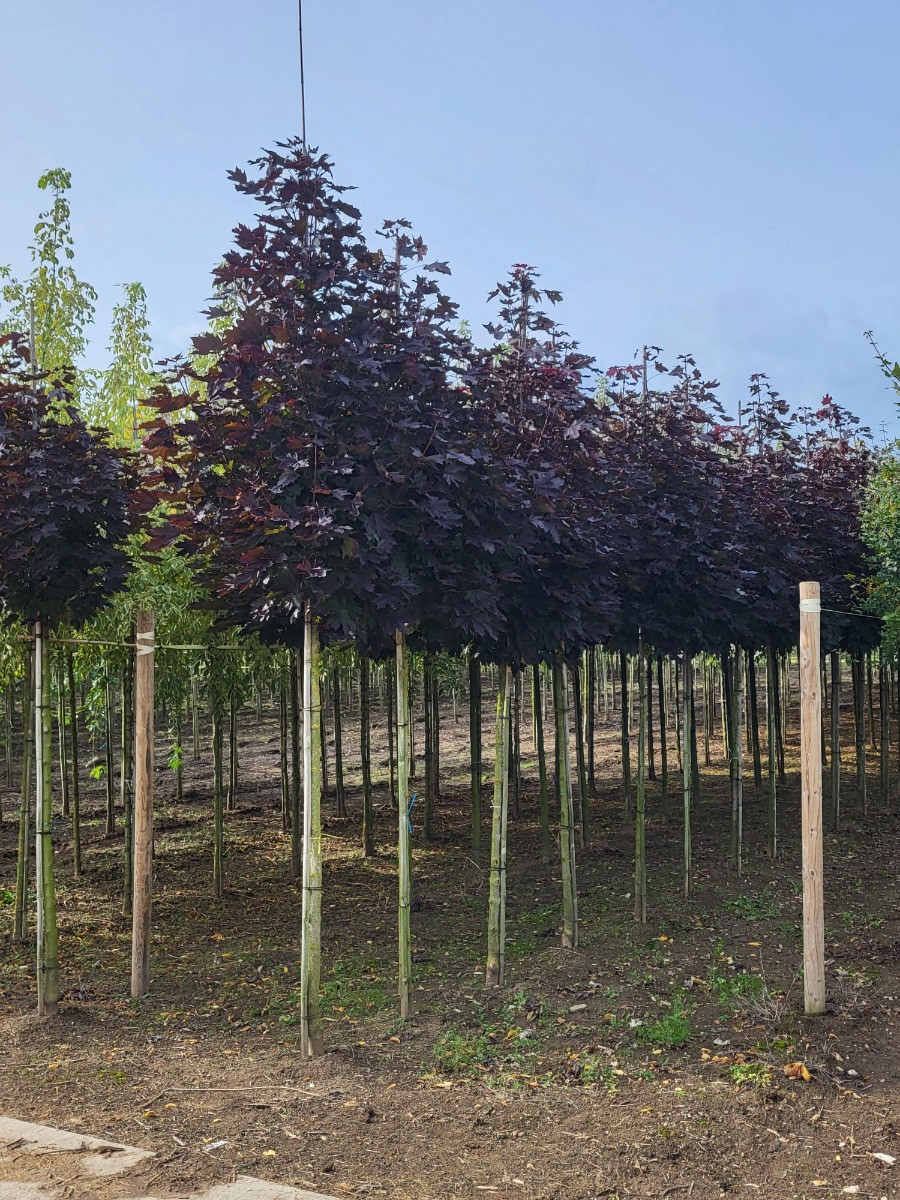Acer platanoides royal red