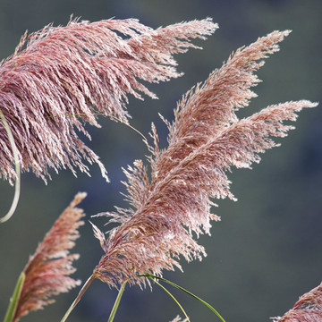 Roze Pampasgras  Roze Pampasgras