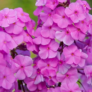 Phlox maculata Alpha Phlox maculata Alpha