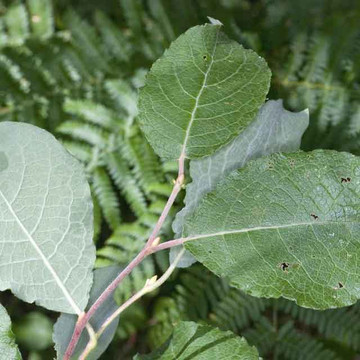 Salix caprea Salix caprea