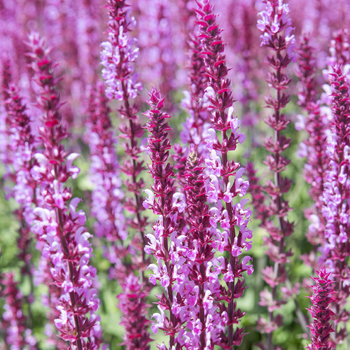 Salvia Amethyst