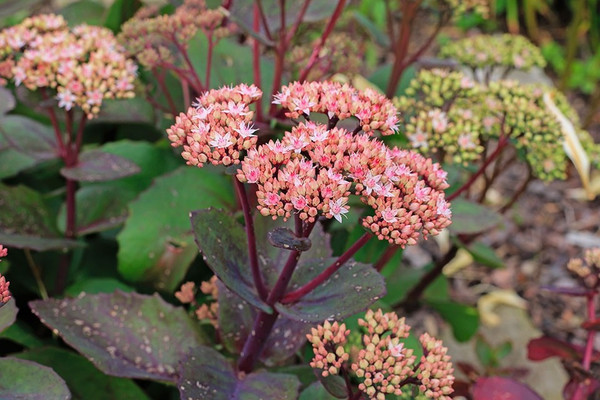 ~ Sedum Matrona ~ Staudenpaket Romantisch